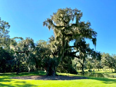 Trees, Drayton Hall, West Ashley, Charleston, SC 