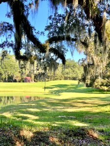Trees, Drayton Hall, West Ashley, Charleston, SC 