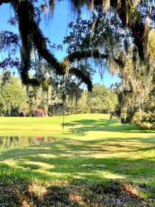 Trees, Drayton Hall, West Ashley, Charleston, SC photo