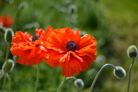 Summer flowers flower