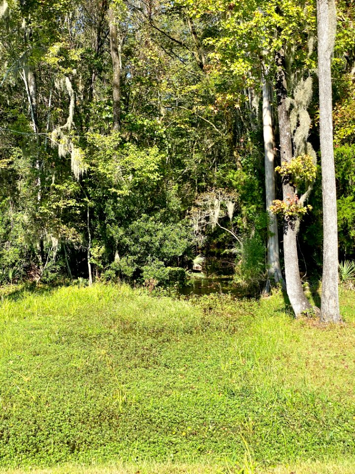 Swampland, Drayton Hall, West Ashley, Charleston, SC 