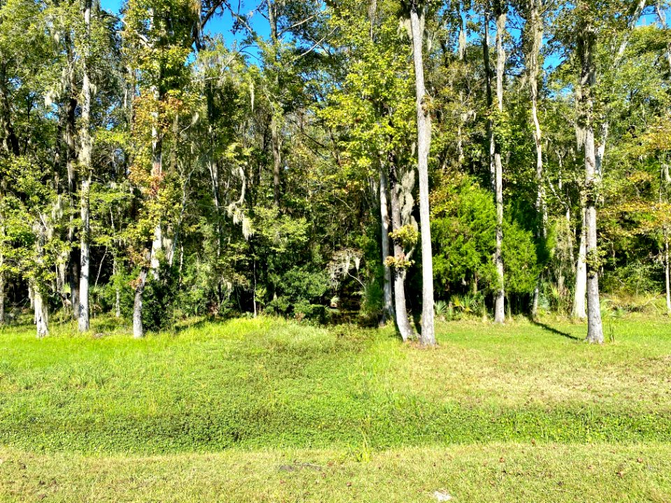Swampland, Drayton Hall, West Ashley, Charleston, SC 