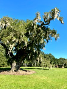 Trees, Drayton Hall, West Ashley, Charleston, SC photo