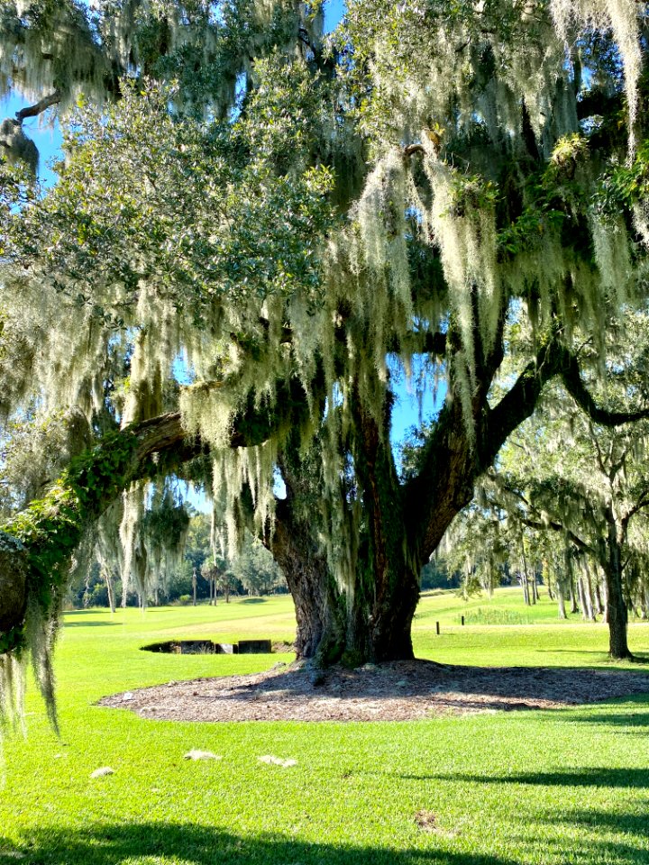 Trees, Drayton Hall, West Ashley, Charleston, SC 