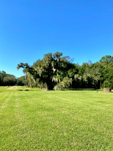 Trees, Drayton Hall, West Ashley, Charleston, SC 
