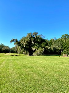 Trees, Drayton Hall, West Ashley, Charleston, SC photo