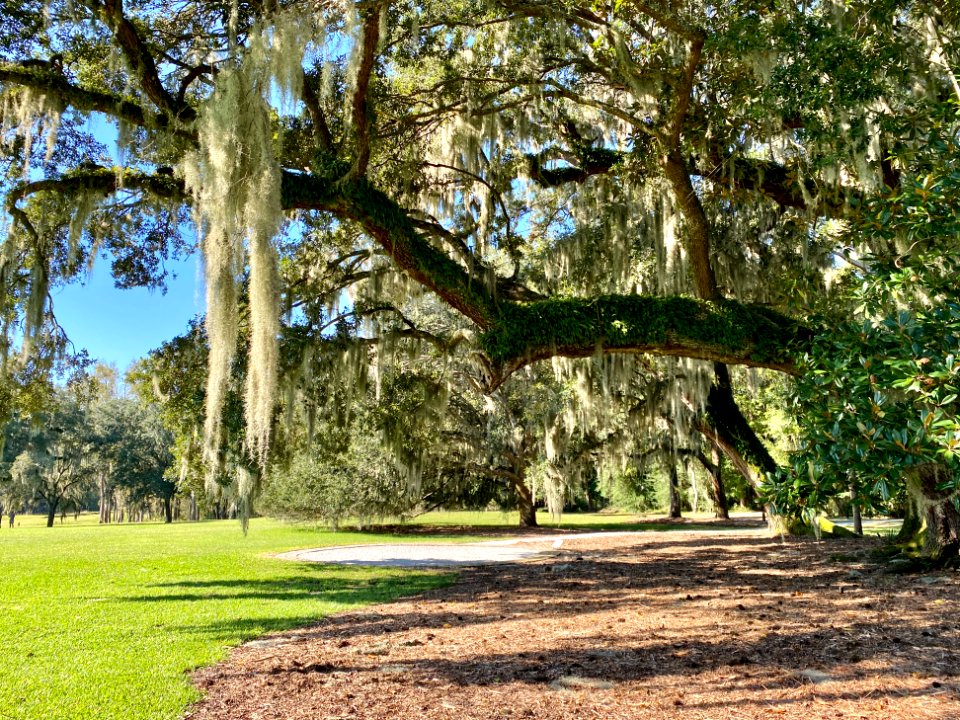Trees, Drayton Hall, West Ashley, Charleston, SC 
