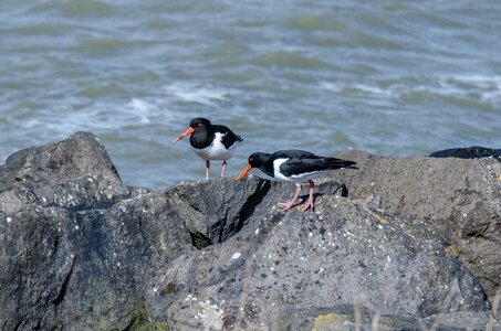 Two sea rocks