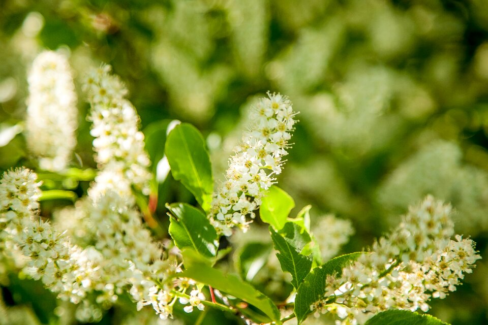 Flora plant spring