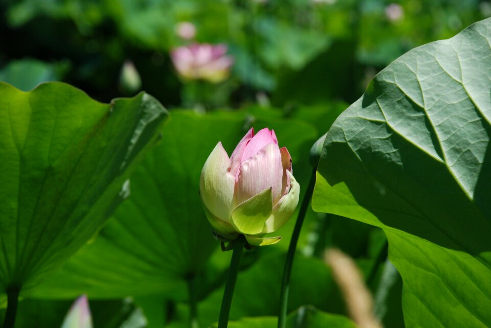 Lotus flower serenity botanical