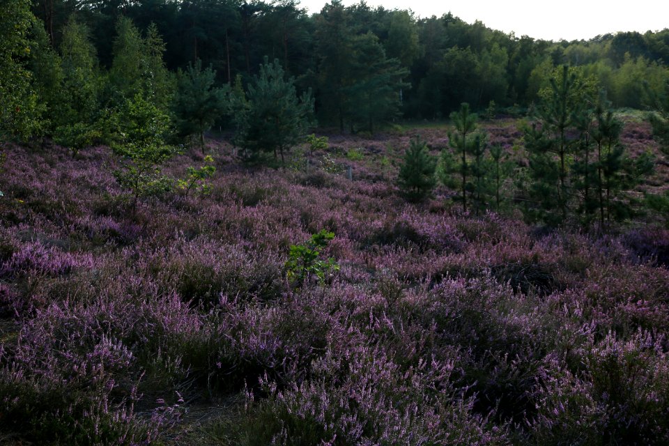 20200902-181352LC_2 