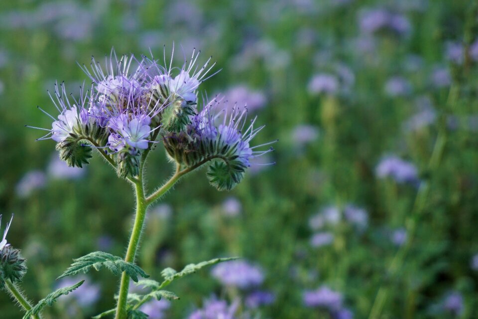 Bloom nature flower meadow photo