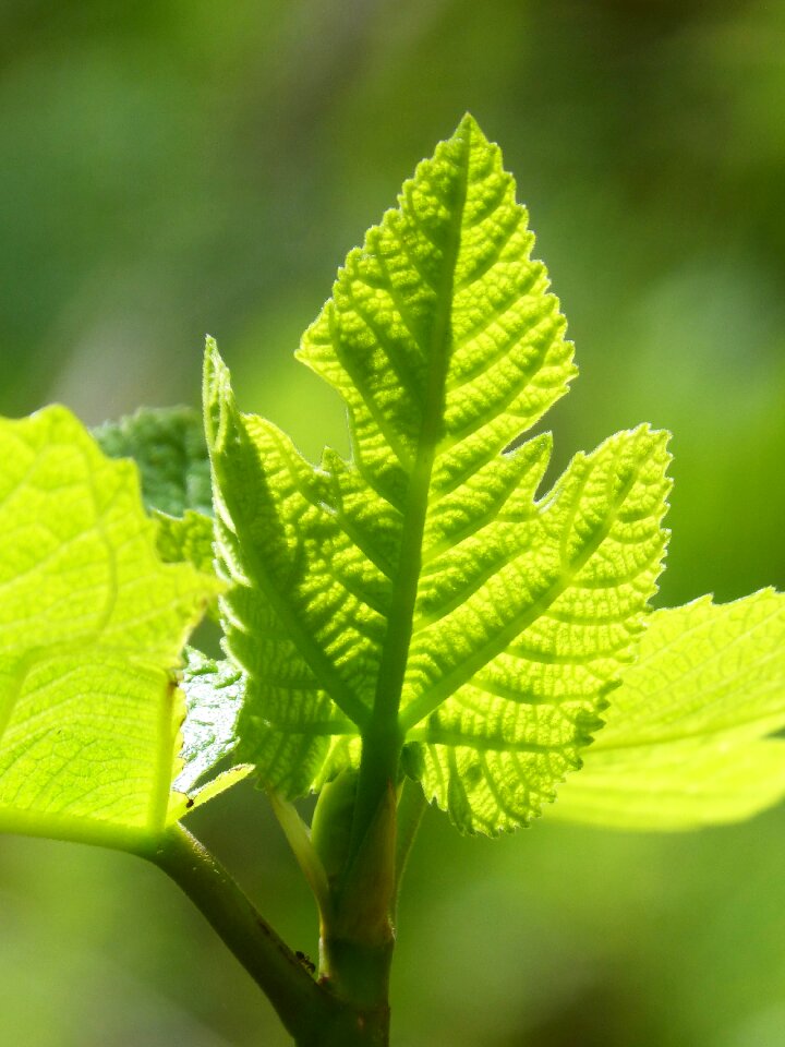 Fig leaf outbreak backlight