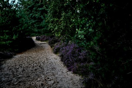 20200902-180732LC_Dreamy 