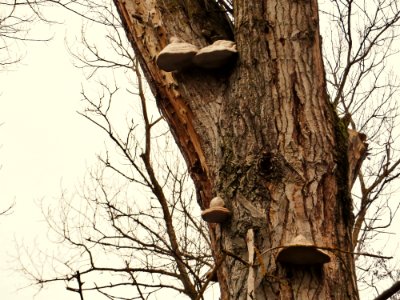 Tonderzwam - Tinder fungus photo