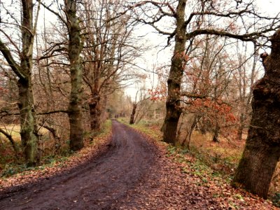 Vierkensbroek photo