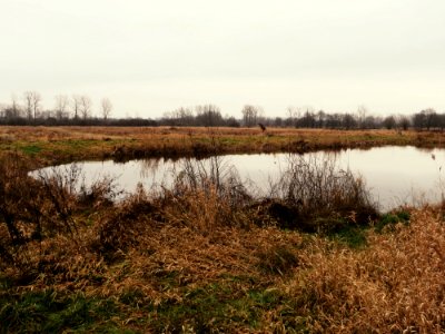 Vierkensbroek photo