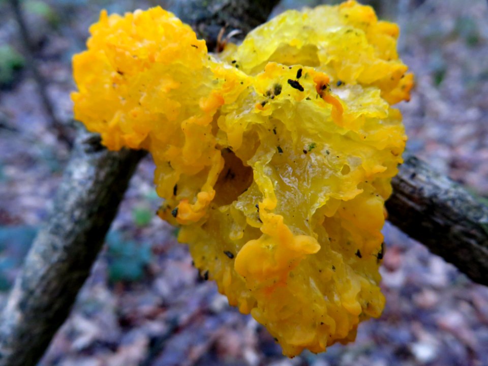 Gele trilzwam - Yellow brain 