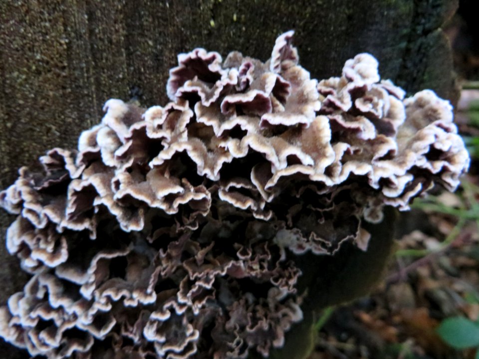 Paarse korstzwam - Silver leaf 