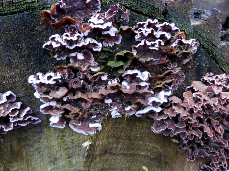 Paarse korstzwam - Silver leaf 