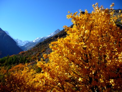 Feuillage jaune à l'entrée du vallon de Chambran 