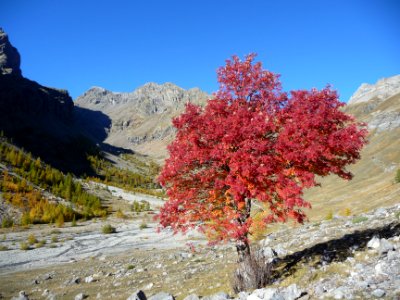 Sorbier des oiseleurs en tenue automnale, vallon de Chambr… 