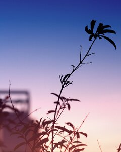 Sunset colorful branches