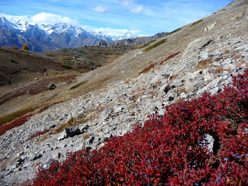 Feuilles rouges des myrtilliers sur la crête de Peyrolle 