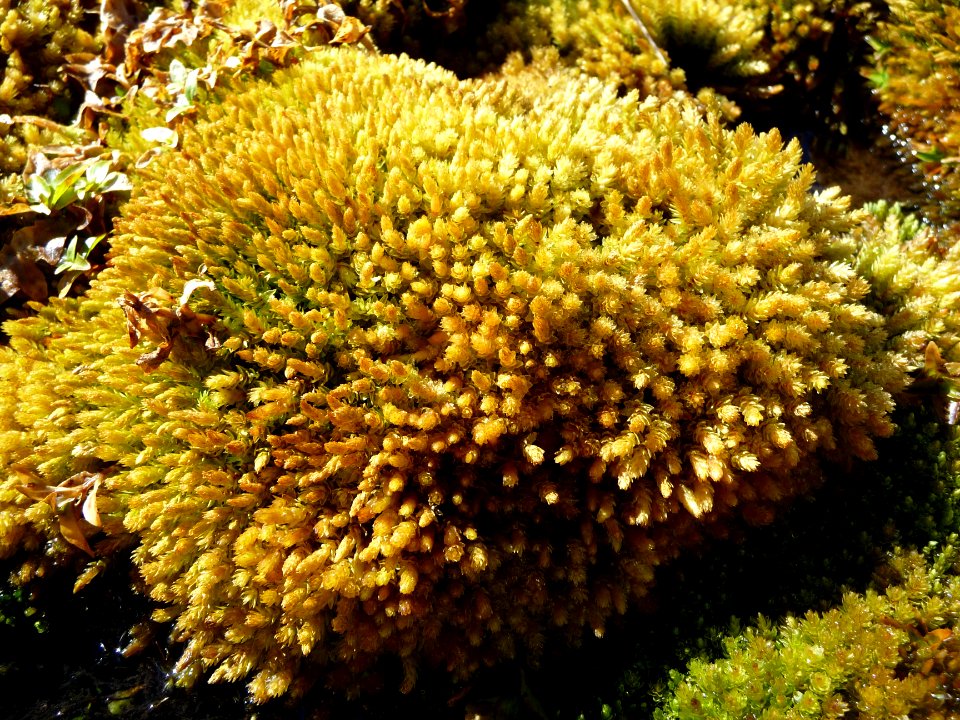 Sphaigne jaune verte 