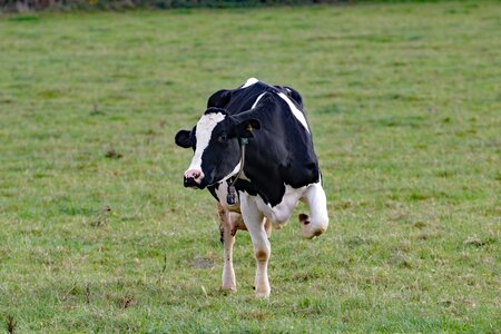 Animal dairy cattle photo