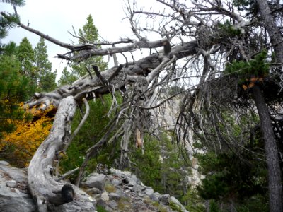 Tronc mort en travers du sentier 