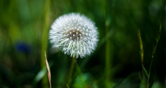 Nature spring outdoor