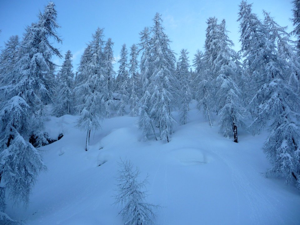 En montant aux Têtes, tout est plâtré de neige fraîche 