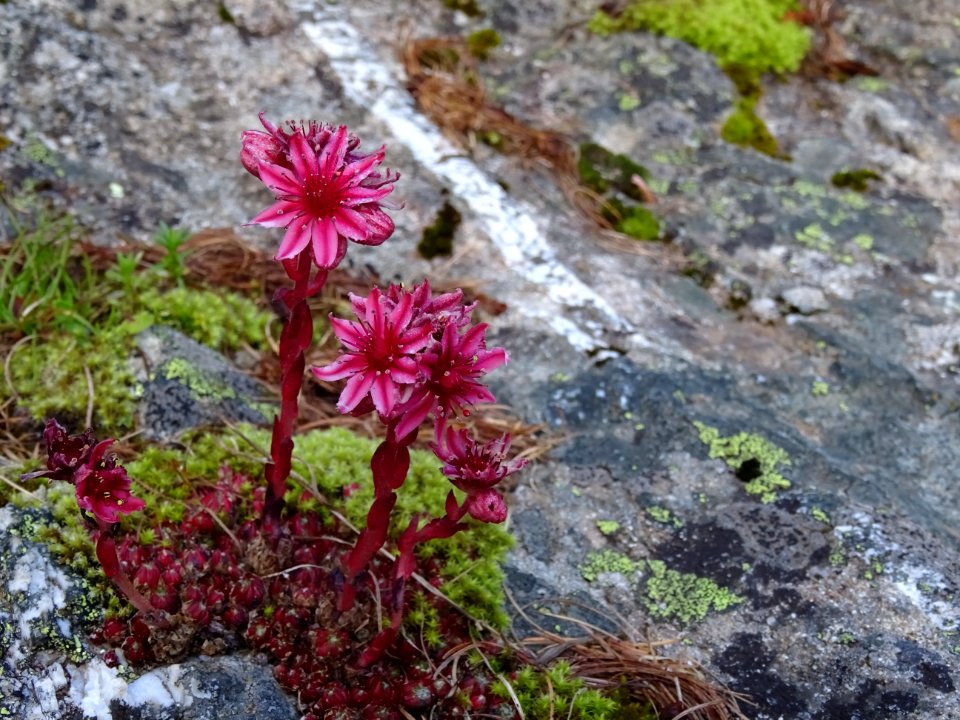 Joubarbe des montagnes, Sempervivum montanum, Crassulacées… 