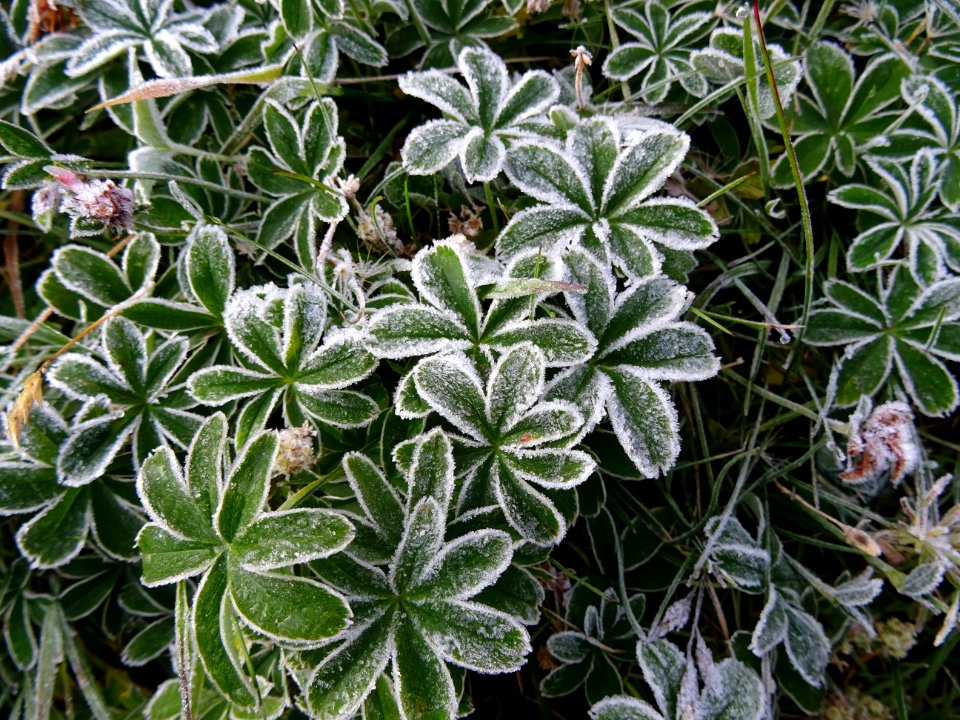 Alchémille des Alpes, (Alchemilla alpina, Rosacées) et giv… 