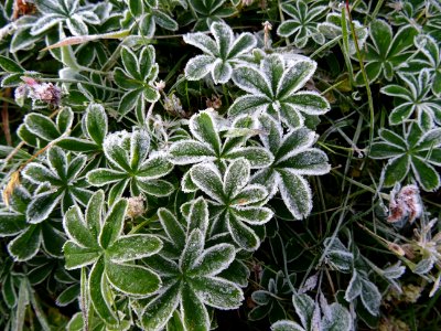 Alchémille des Alpes, (Alchemilla alpina, Rosacées) et giv… 