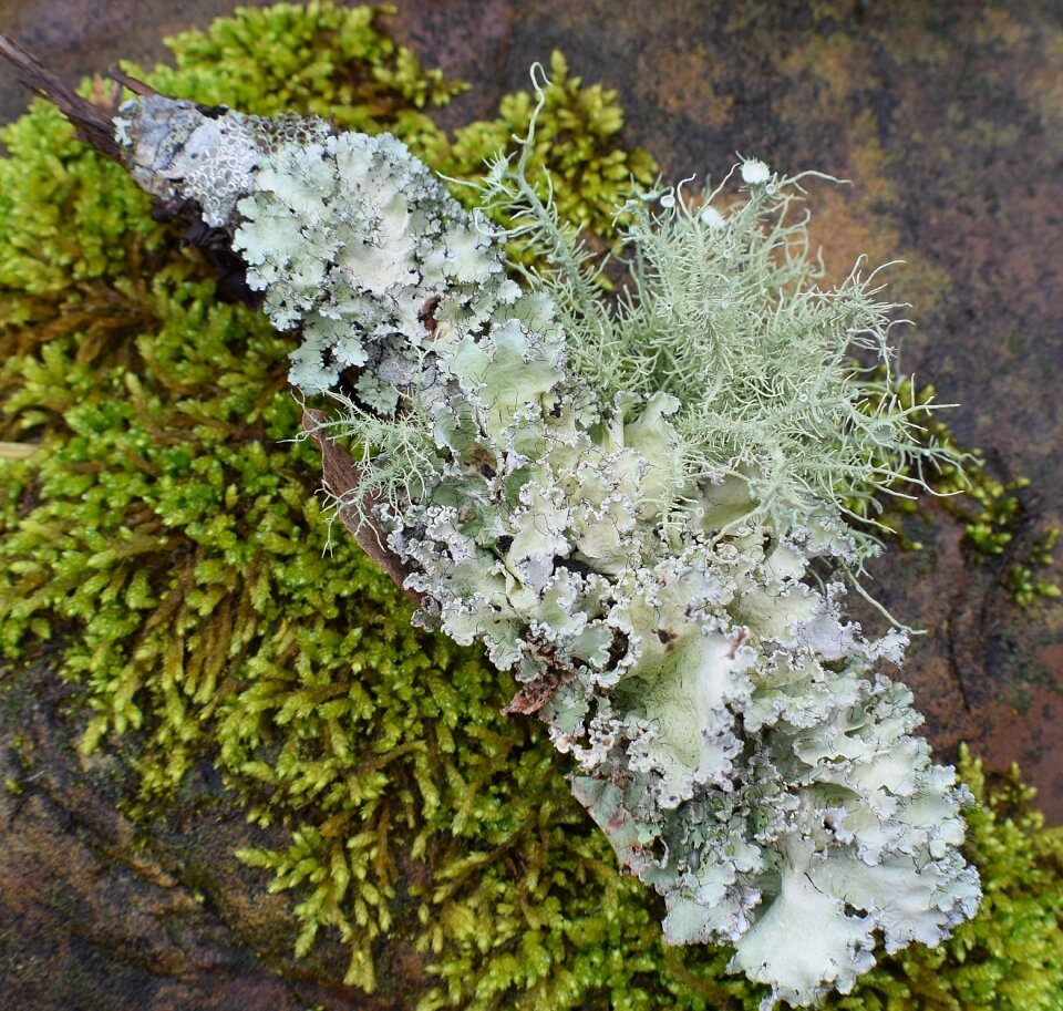 Cyanobacteria fungi nature