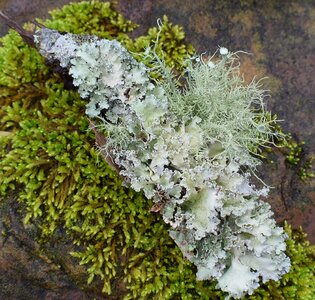 Cyanobacteria fungi nature
