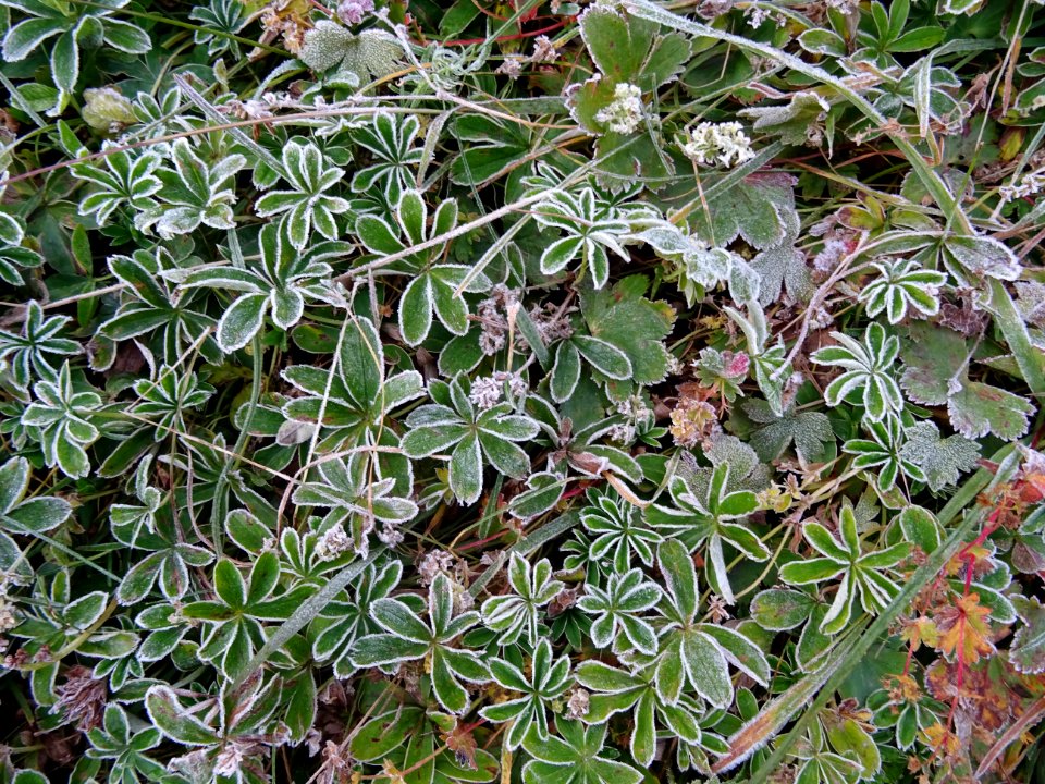 Alchémille des Alpes, (Alchemilla alpina, Rosacées) et giv… 
