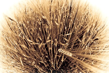 Wheat fish eye sepia