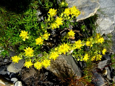 Saxifrage des ruisseaux, Saxifraga aizoides, Saxifragacées… 