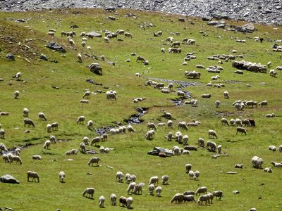 Troupeau de moutons 