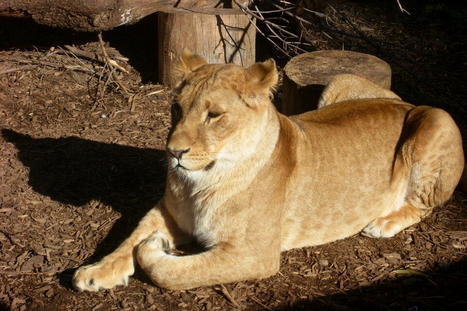 Feline female animal