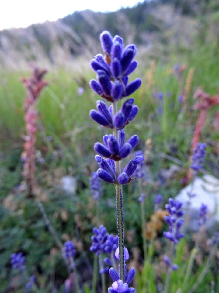 Lavande officinale, Lavandula angustifolia, Lamiacées 