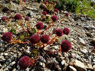 Orpin des infidèles, Hylotelephium anacampseros, (ex Sedum… 