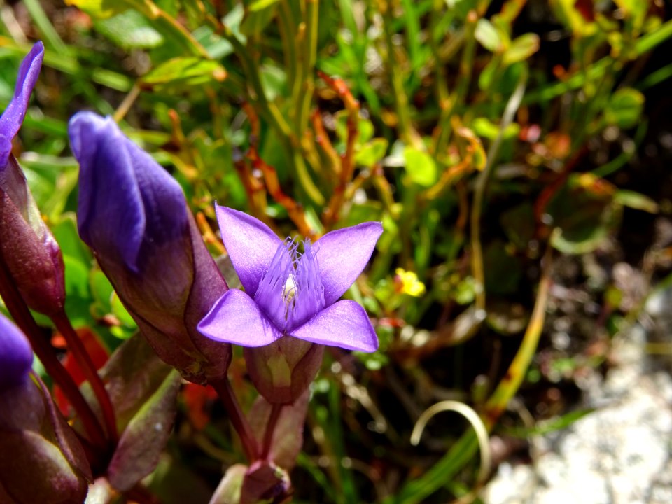 Gentiane champêtre (Gentianella campestris, Gentianacées) 