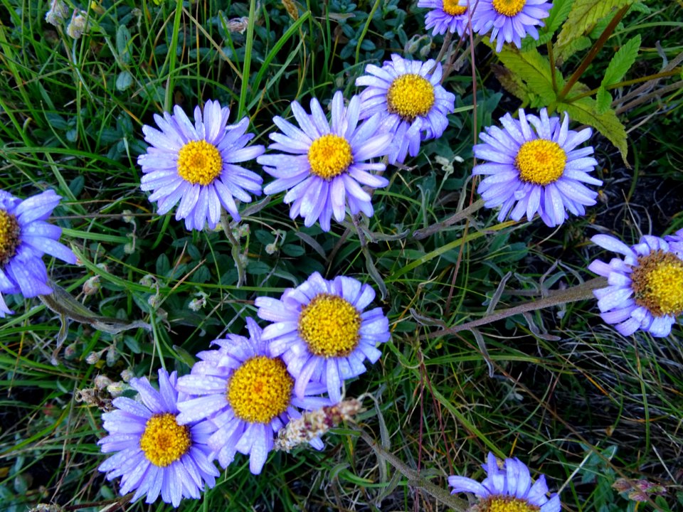 Aster des Alpes, Aster alpinus, Astéracées 