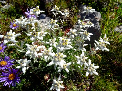 Edelweiss, Leontopodium alpinum, Astéracées 