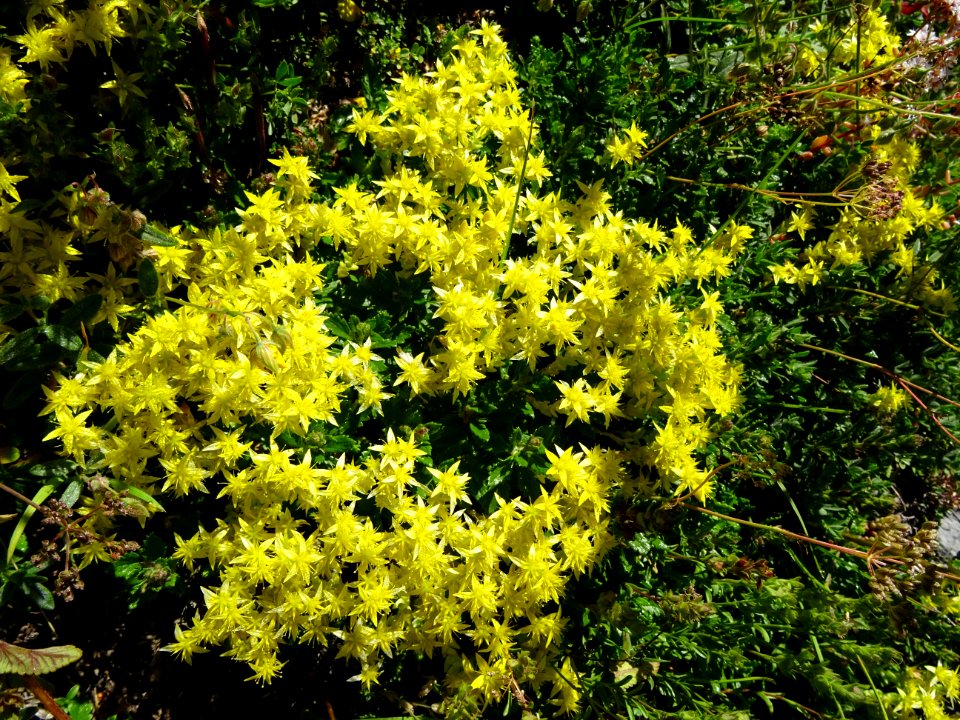 Orpin âcre, Sedum acre, Crassulacées 