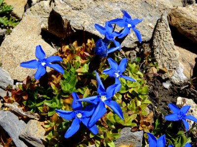 Gentiane printanière, Gentiana Verna, Gentianacées 
